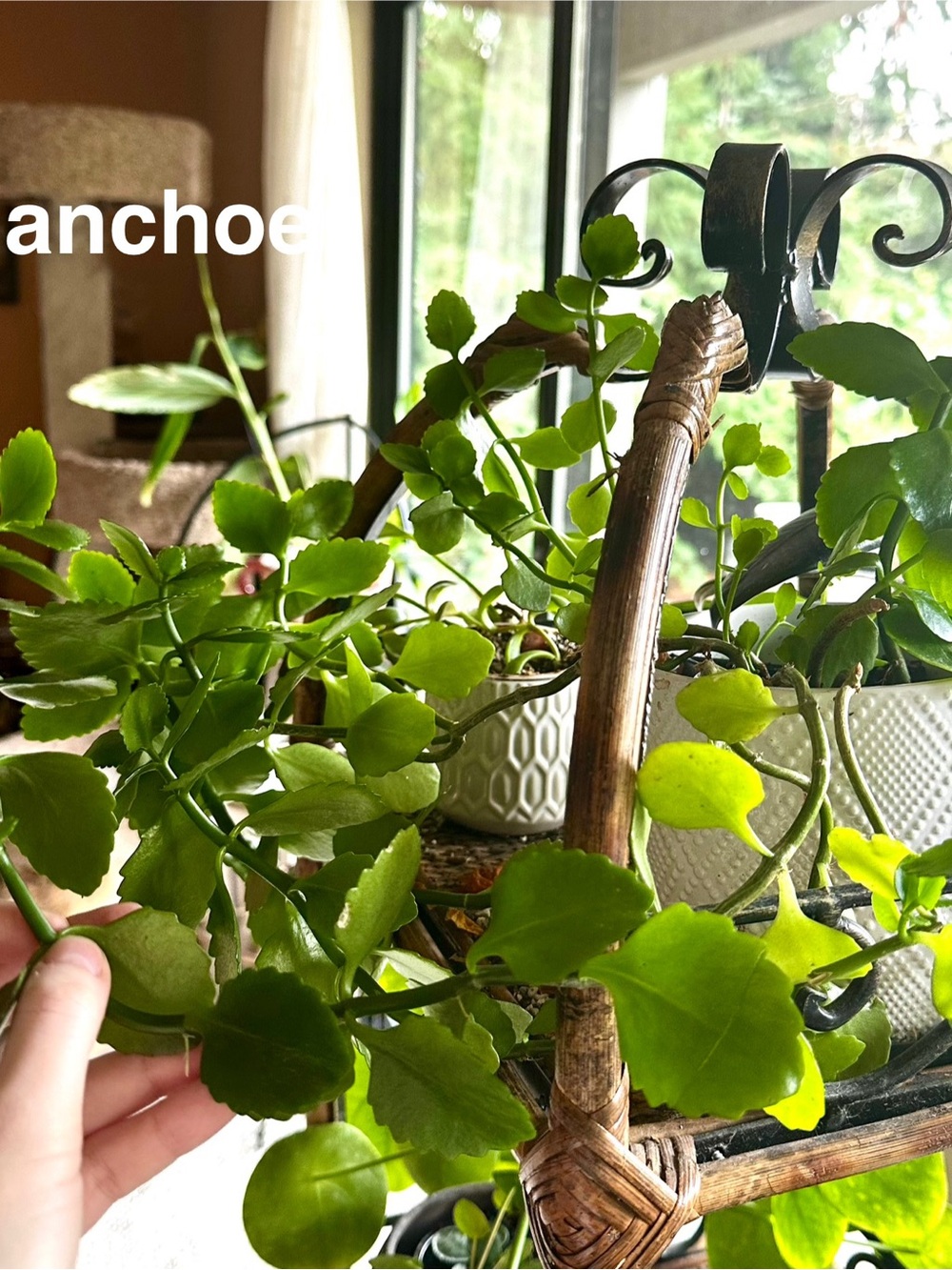 Kalanchoe Plant Cuttings